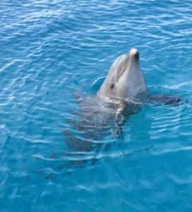 Los Desperdicios En El Mar Veneno Para La Fauna Marina Ciudadania Reeditor Com Red De Publicacion Y Opinion